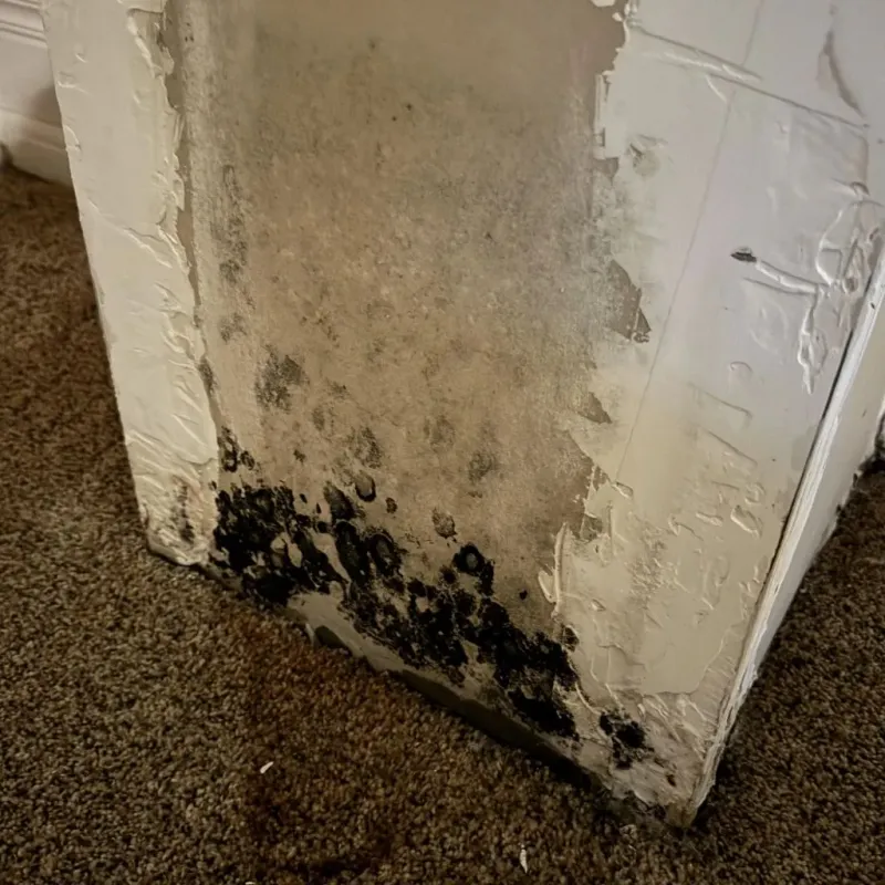 Professional Mold Removal in Hilton Head, SC